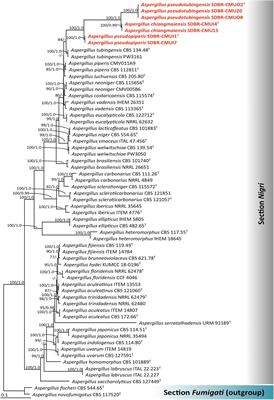 Growth Enhancement of Arabidopsis (Arabidopsis thaliana) and Onion (Allium cepa) With Inoculation of Three Newly Identified Mineral-Solubilizing Fungi in the Genus Aspergillus Section Nigri